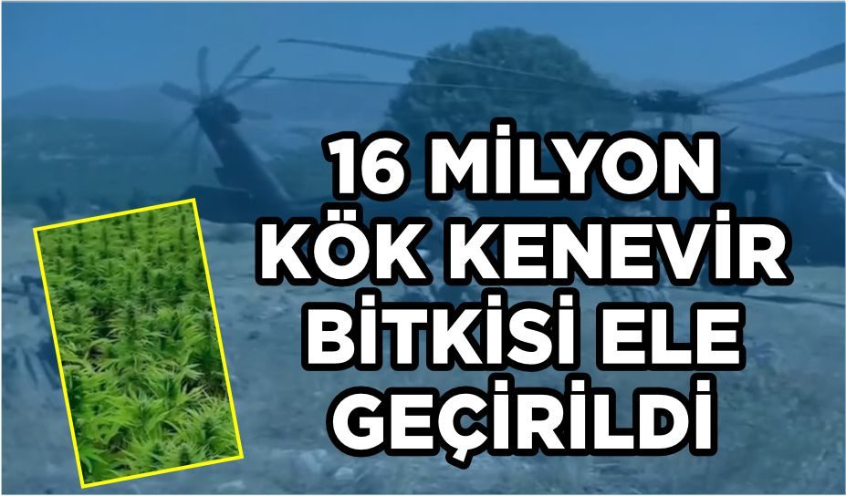 16 MİLYON KÖK KENEVİR BİTKİSİ ELE GEÇİRİLDİ