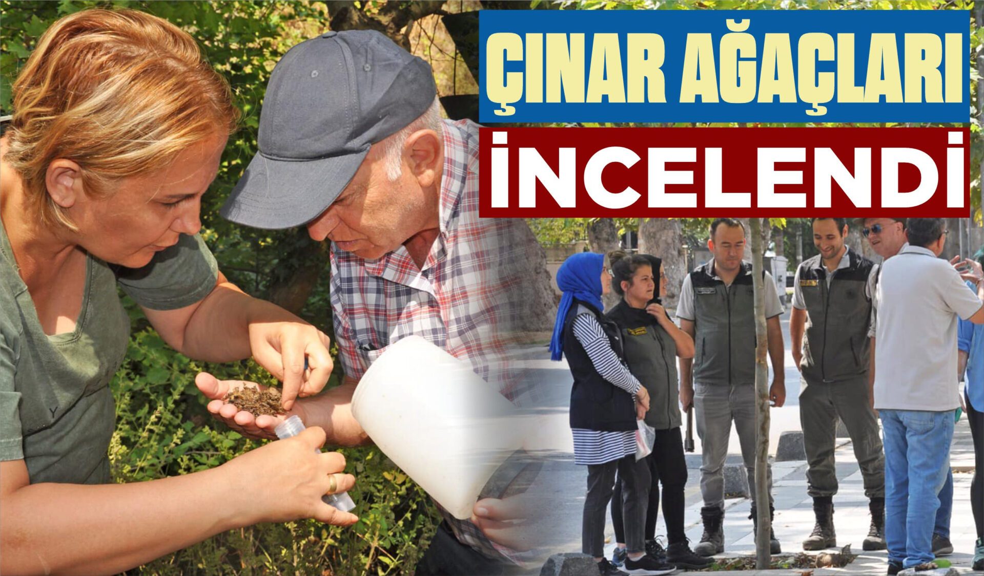 ÇINAR AĞAÇLARI İNCELENDİ