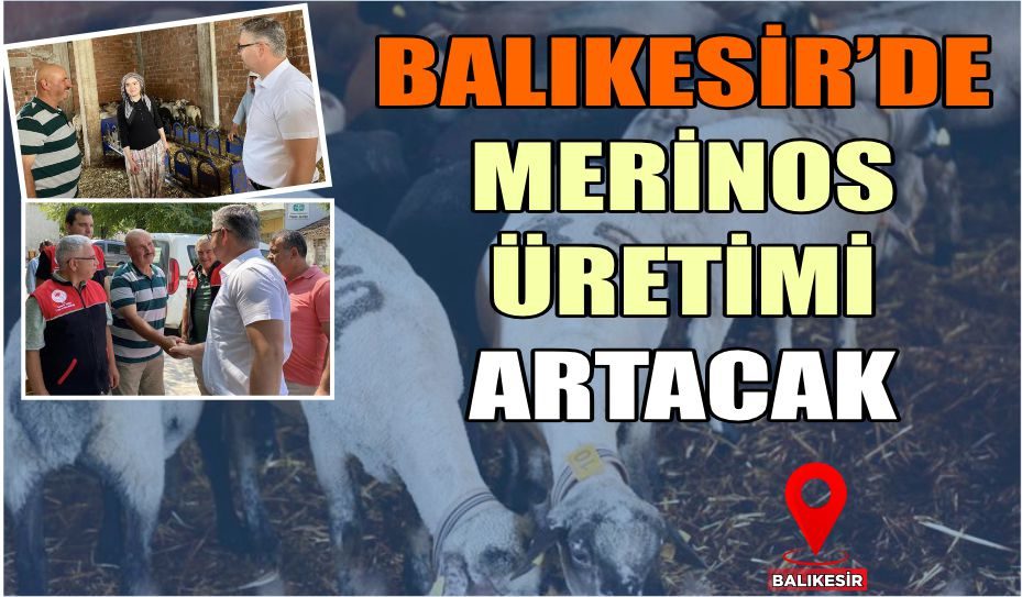 BALIKESİR’DE MERİNOS  ÜRETİMİ ARTACAK