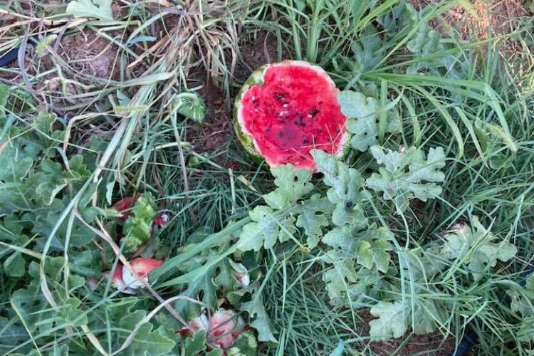 Bursa Yenişehir’de yaban hayvanları karpuzlara dadandı! Üretici çiftçiler helal etti!