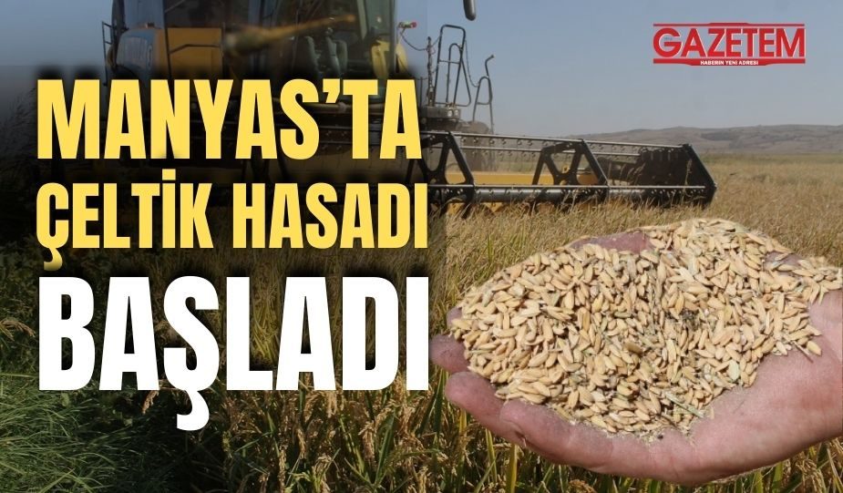 MANYAS’TA ÇELTİK HASADI BAŞLADI