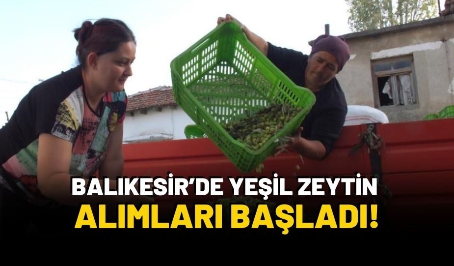 YEŞİL ZEYTİN ALIMLARI BAŞLADI!