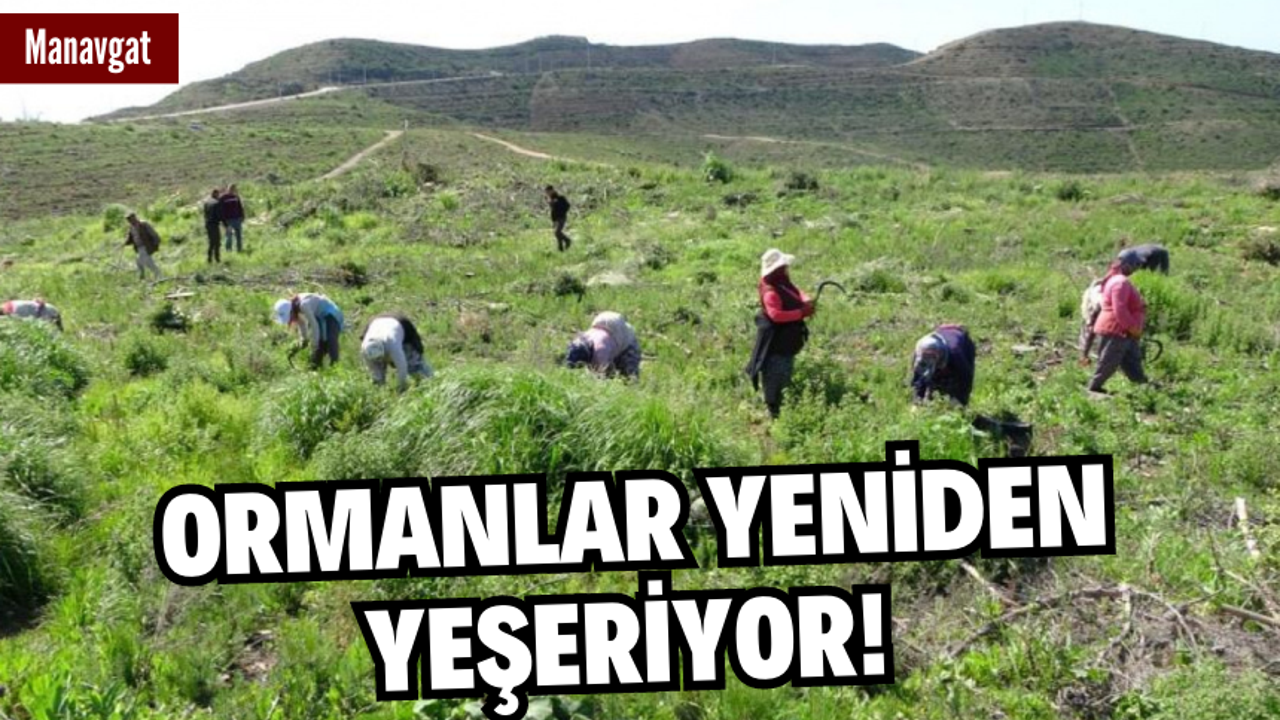 Ormanlar yeniden yeşeriyor!