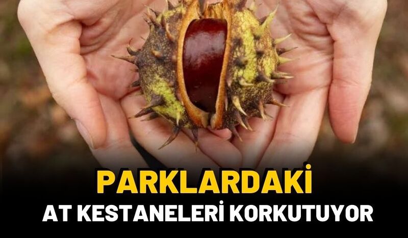 PARKLARDAKİ AT KESTANELERİ KORKUTUYOR