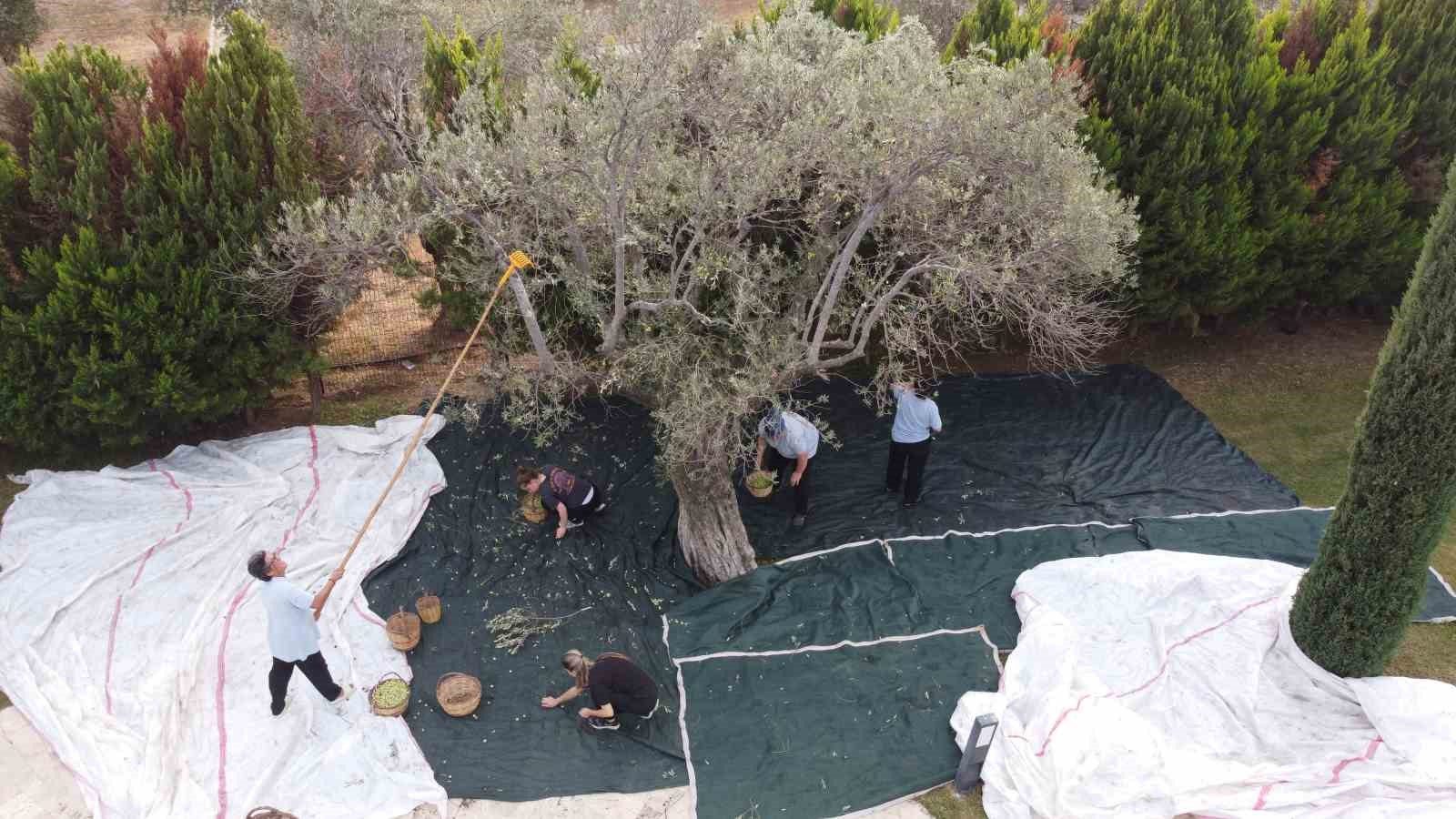 800 yıllık zeytin ağaçlarından hasat yapıldı