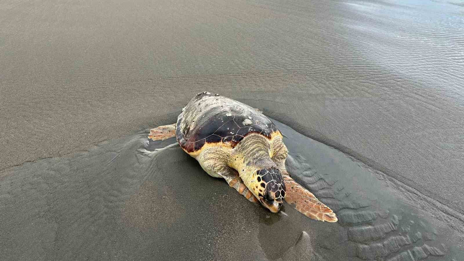 Hatay’da ölü caretta caretta sahile vurdu