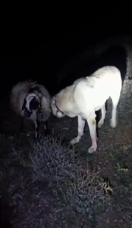 Kangal vefası ile hayret ettirdi