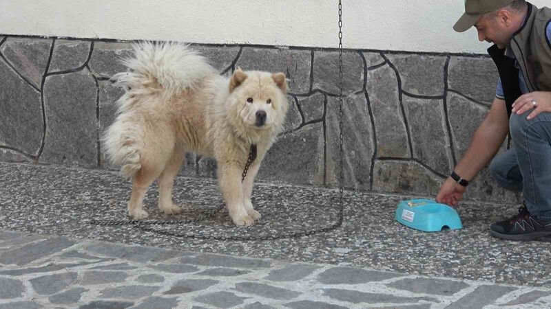 “Mike”, minnet borcunu kurtarıcılarının bekçi köpekliğini yaparak ödüyor