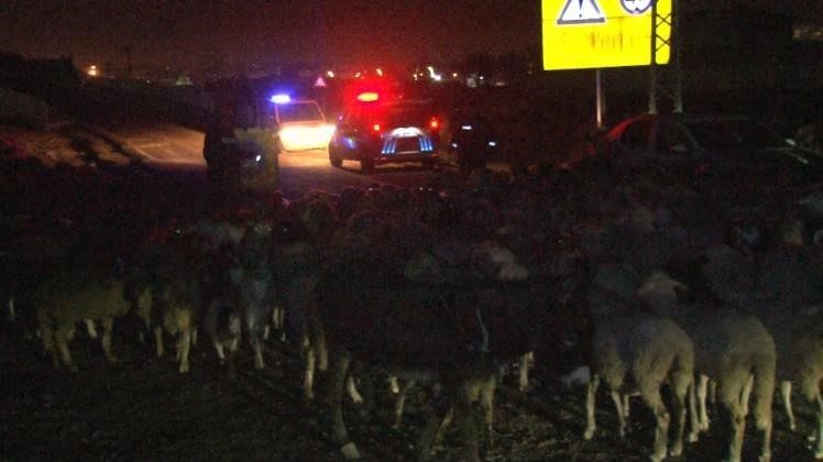 Milleti için gece gündüz fedakarca çalışan polisler bu kez çobanlık yaptı