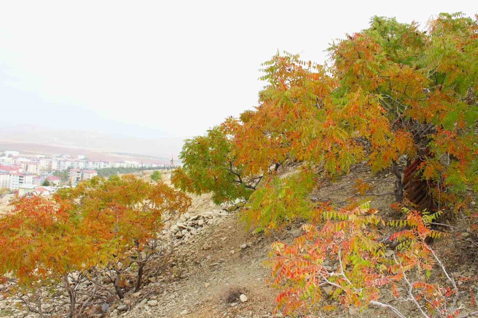 Sofraların vazgeçilmesi sumak ekşisi Kahramanmaraş’ta yapılmaya başlandı