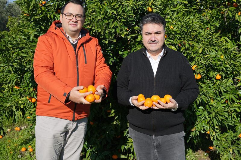 Havran Belediye Başkanı Emin Ersoy, mandalina üreticilerini ziyaret etti.