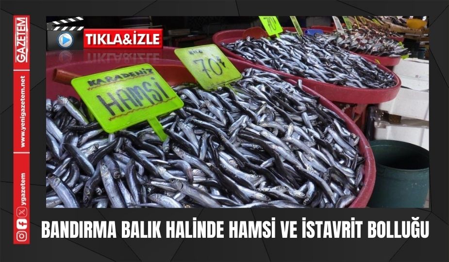 BANDIRMA BALIK HALİNDE HAMSİ VE İSTAVRİT BOLLUĞU