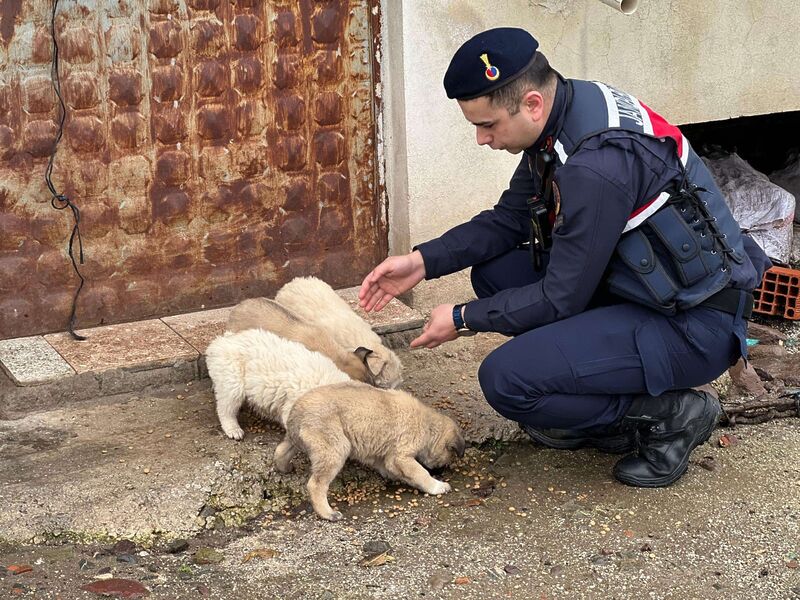 JANDARMA SOKAK HAYVANLARINI YALNIZ BIRAKMADI