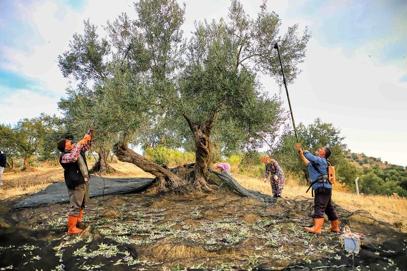 AYVALIK ZEYTİNİ KAĞIDA DÖKÜLDÜ