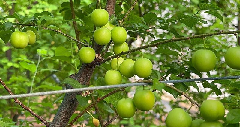 FİYATI ALTINLA YARIŞIYOR!