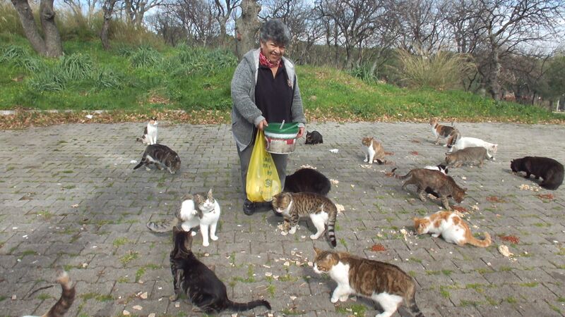 BALIKESİR’DE EMEKLİ HEMŞİRE 20 YILDIR SOKAK KEDİLERİNİ BESLİYOR