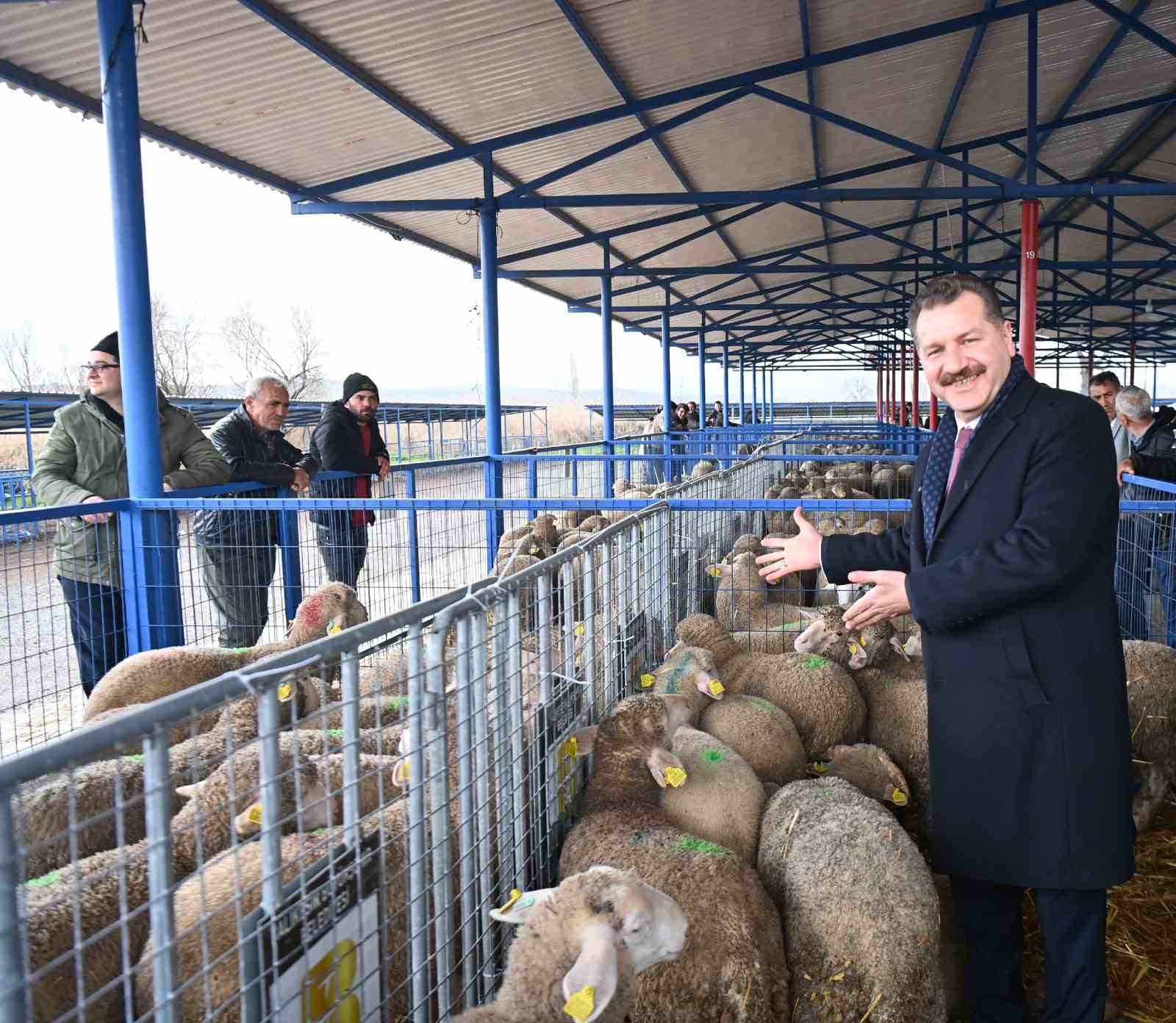 Balıkesir Büyükşehir, Sındırgı’da 550 damızlık dağıttı