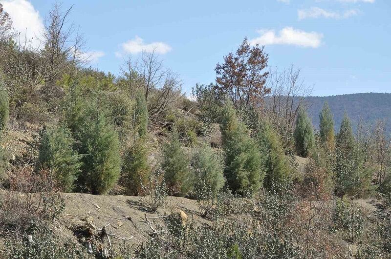 BOLU'NUN GÖYNÜK İLÇESİNDE 7