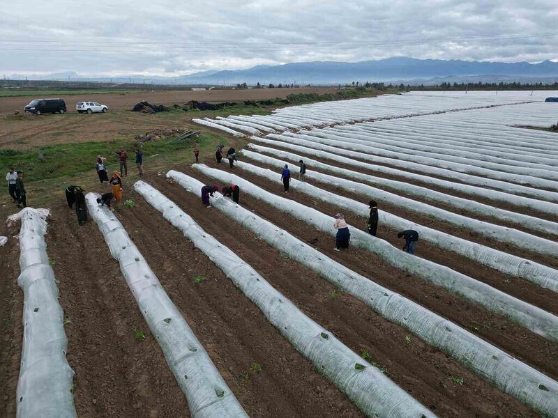 Erkenci karpuzda ilk hasat mayıs sonunda bekleniyor