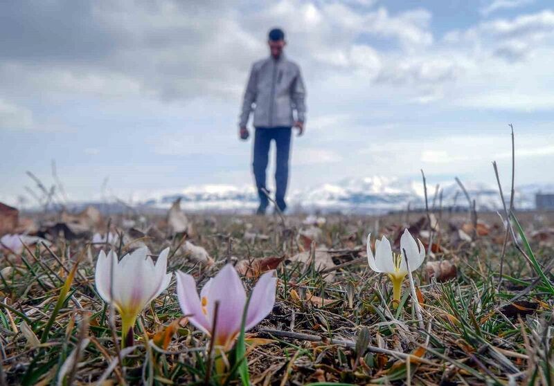 Erzurum’da baharın müjdecisi çiğdemler açtı