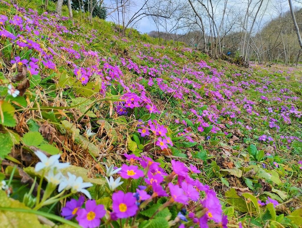 GİRESUN’DA BAHAR MEVSİMİNİN GELMESİ