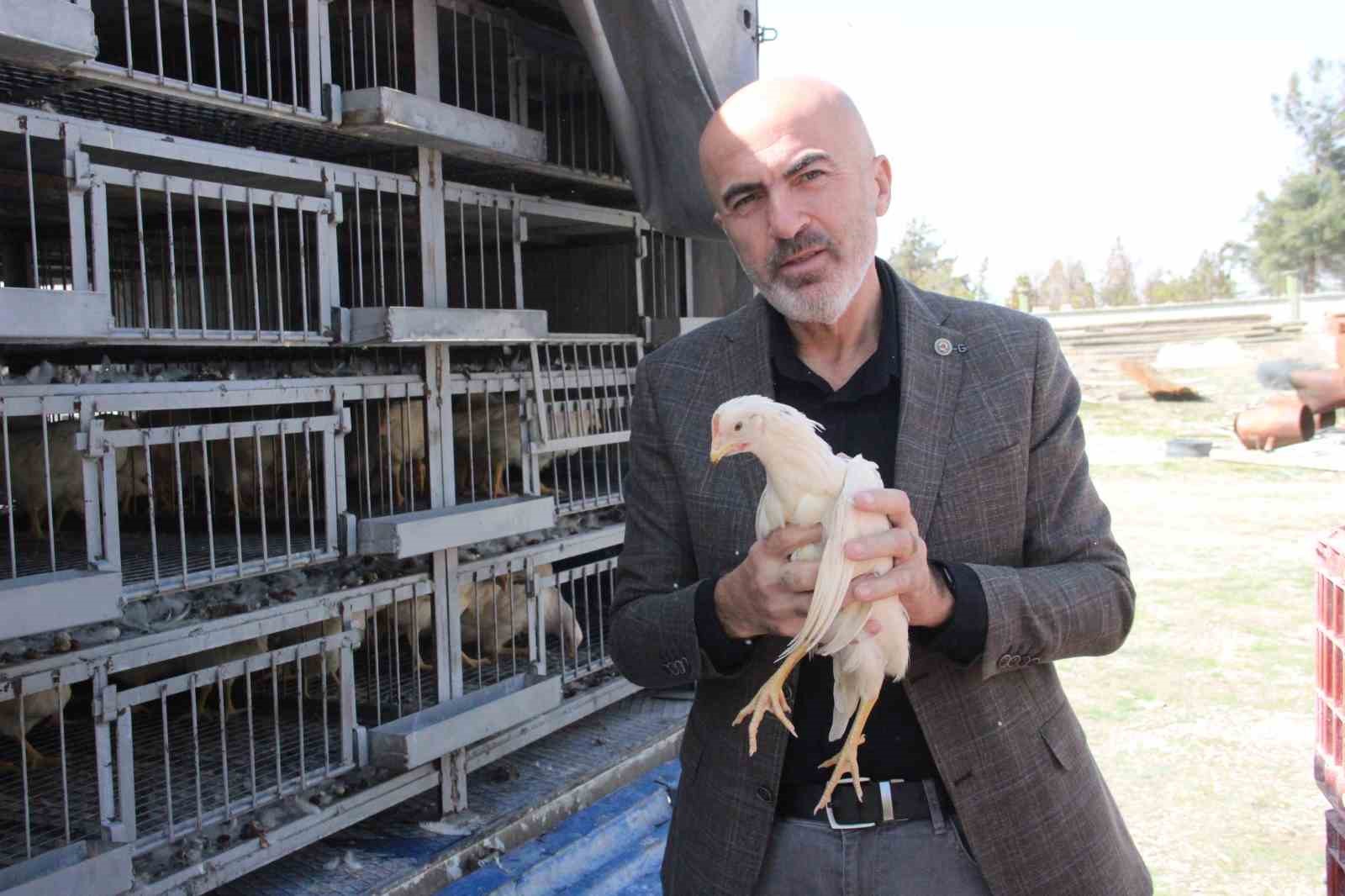 Karaman’da kendi yumurtalarını üretmeleri için köylülere tavuk ve horoz dağıtıldı