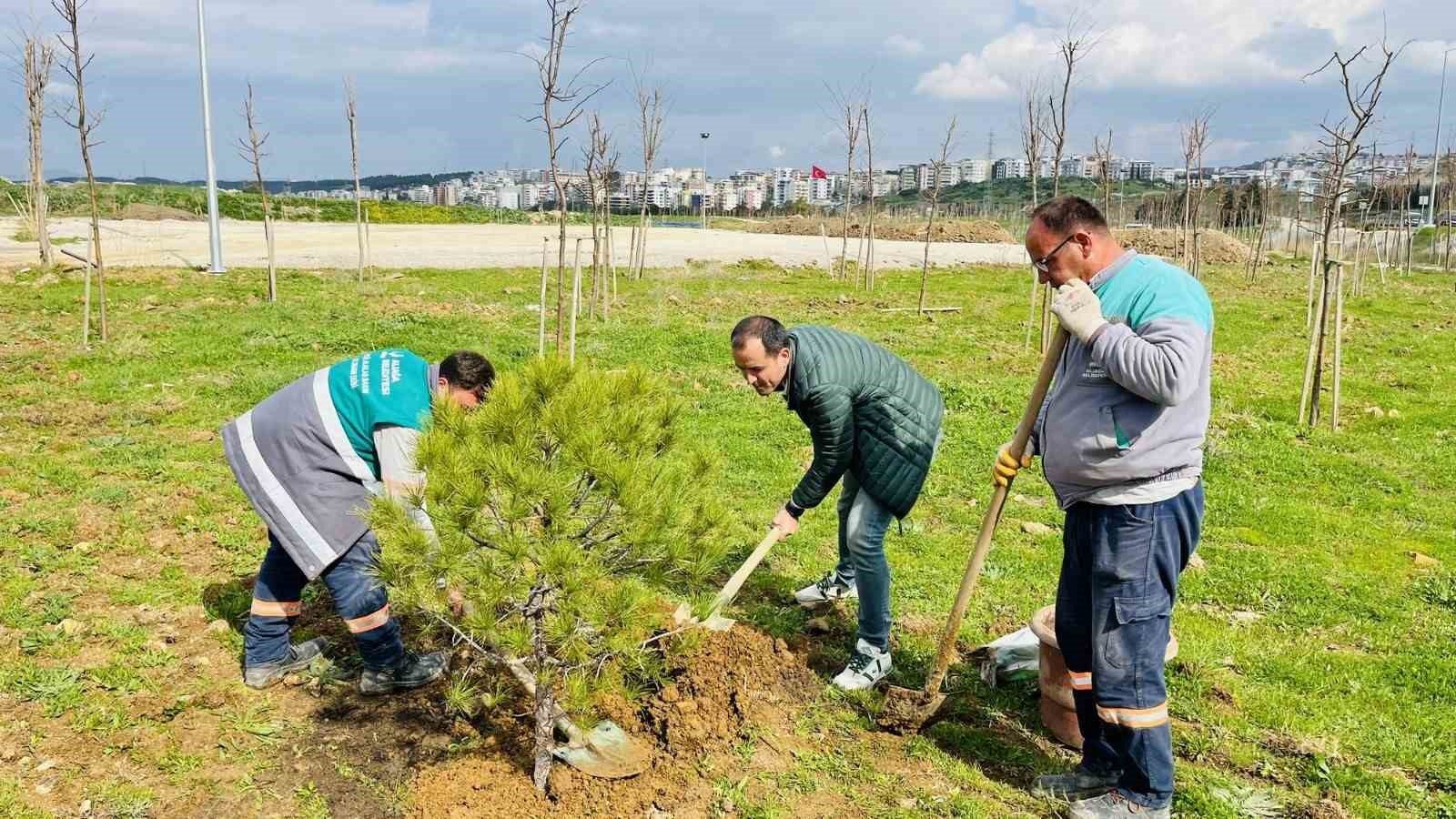 Karşıyaka’dan getirilen 12 yaşındaki fıstık çamı Aliağa’da yaşayacak