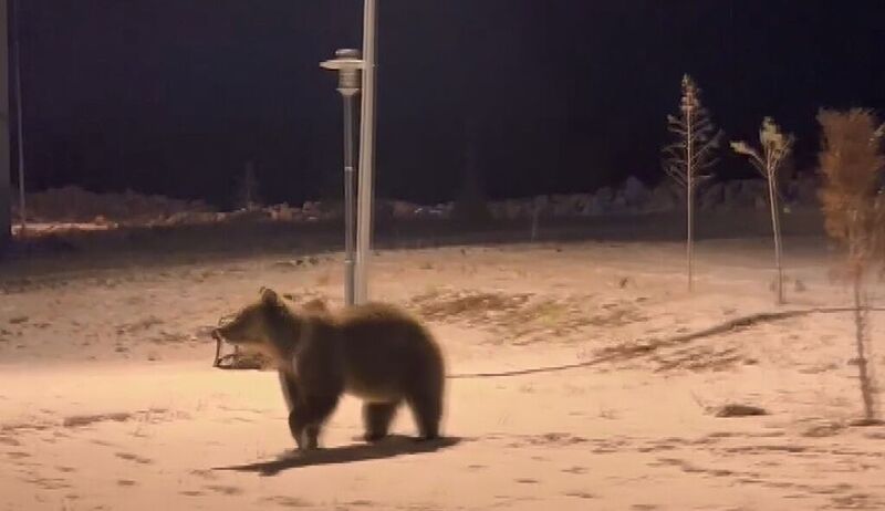 Sarıkamış’ta ayılar parkta görüntülendi