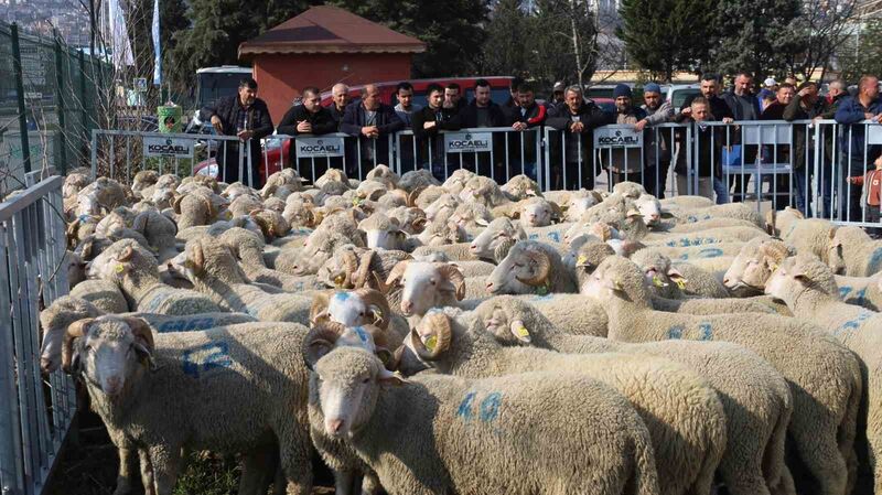 Yüzde 50 hibeli destekle çiftçiye koç ve teke veriliyor