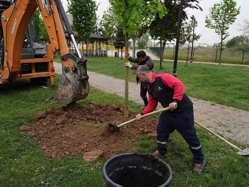 5 yılda 7 bin 140 ağaç toprakla buluştu