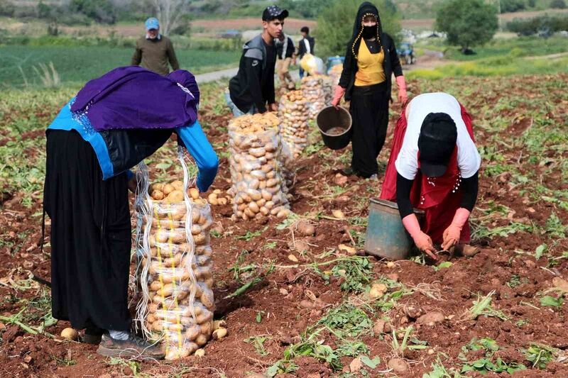 Adana’da turfanda patates hasadı başladı