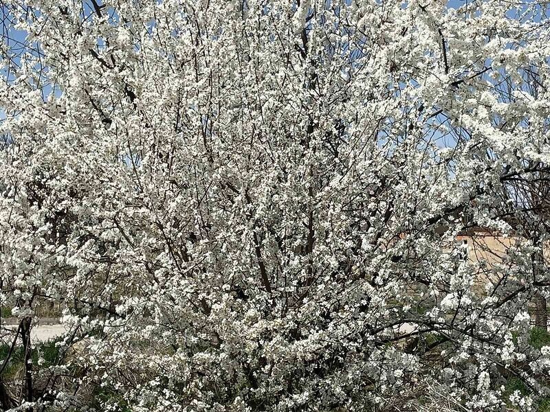 Afyonkarahisar’da ağaçlar baharın müjdecisi olarak rengarenk çiçek açtı