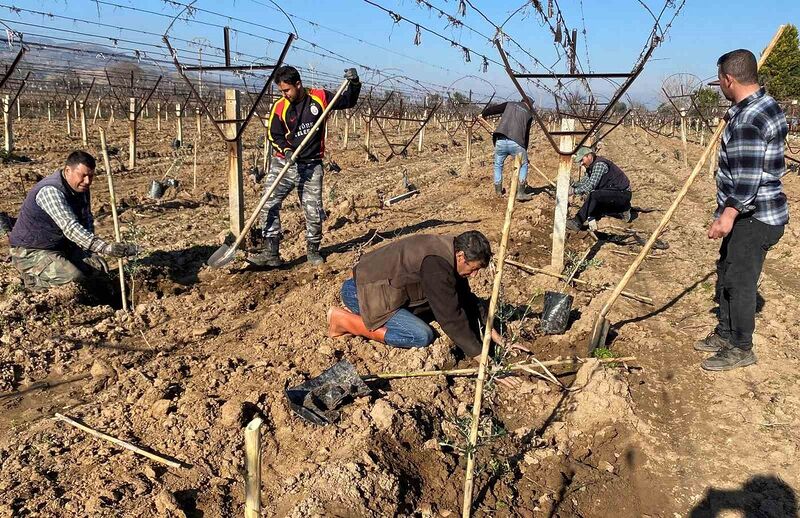 Alaşehir’de üzüm bağları sökülüp yerine zeytin dikiliyor