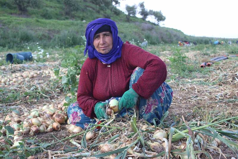 Amik Ovası’nda sıcak havada zorlu hasat: Soğan tarlada 17 TL’den alıcı buluyor