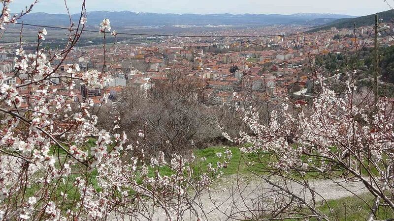 BADEM AĞAÇLARI BU YIL