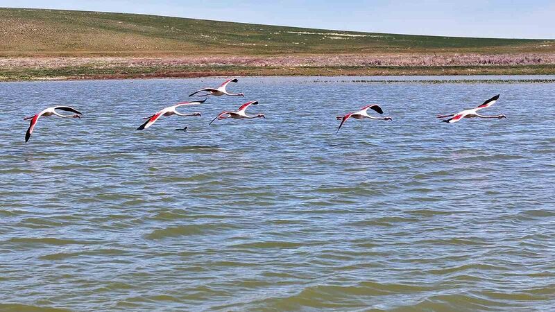 Flamingolar Gölbaşı’na misafir oldu