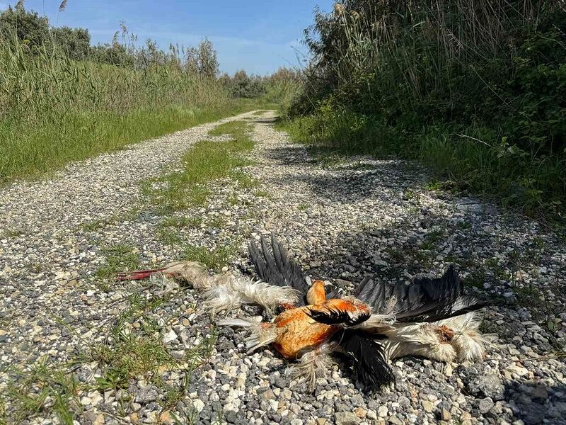 HATAY'IN SAMANDAĞ İLÇESİNDE KUŞ