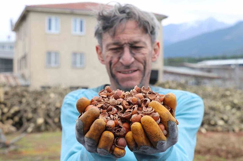 İthal edilen kömürü, onlarca denemenin ardından fındık kabuğundan üretti