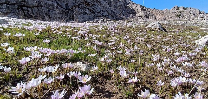 Kahramanmaraş’ta kardelenler görsel şölen oluşturuyor