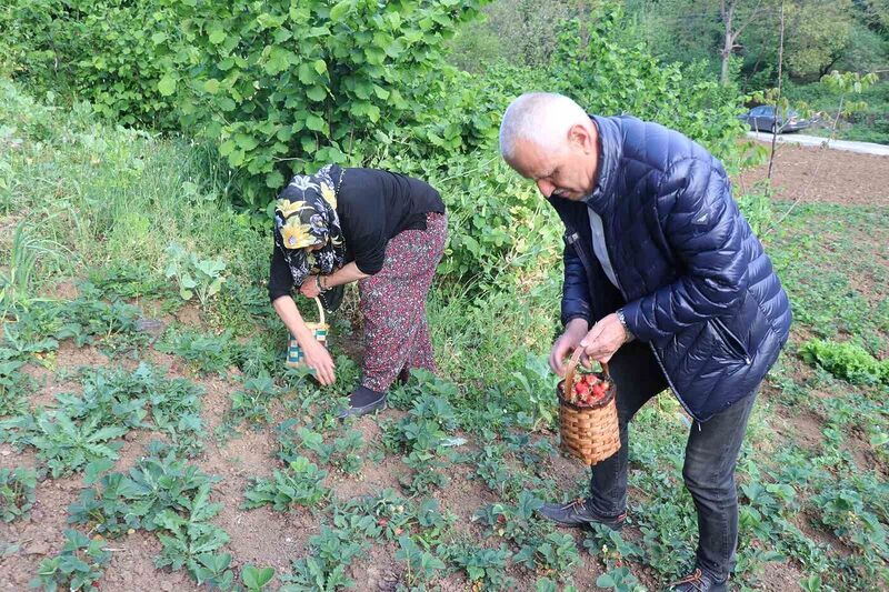 Karadeniz Ereğli’de ilk çilek hasadı yapıldı