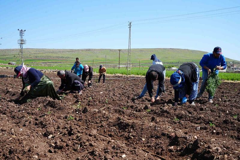 Kilis’te çiftçilerin zorlu mesaisi Ramazan’da da devam ediyor