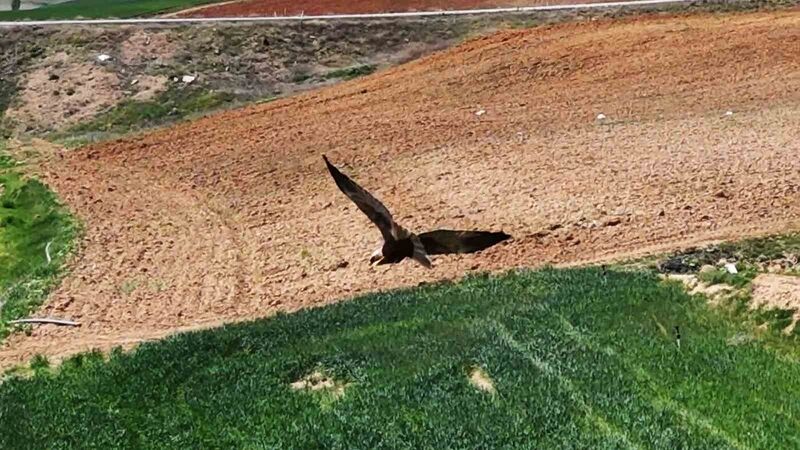 Kırıkkale’de ortaya çıktı, “dron” ile görüntülendi: Kızıl tuygun çiftçilerin dostu oldu