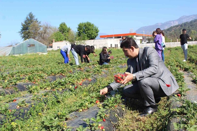 KÖYCEĞİZ’DE ÖĞRENCİLER ÇİLEK HASADI