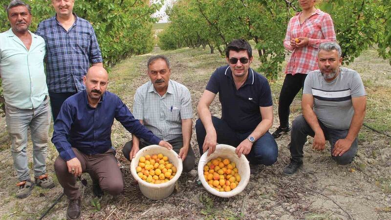 Mersin’de açık alanda kayısı hasadı başladı