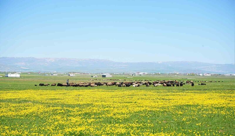 MUŞ'TA HAVALARIN ISINMASIYLA BİRLİKTE