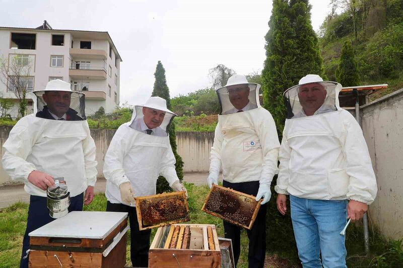 Ordu’da ana arı yetiştiriciliği yaygınlaşıyor