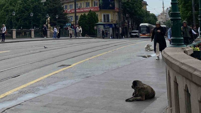 Sabah etkili olan yağmur kent merkezinin boş kalmasına sebep oldu