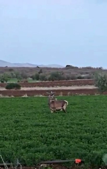 SALDA GÖLÜ KENARINA BIRAKILAN