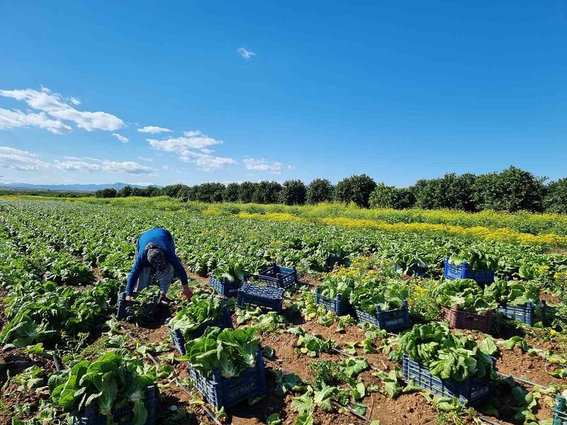 Tarımda üretici enflasyonu martta yüzde 61,87 oldu