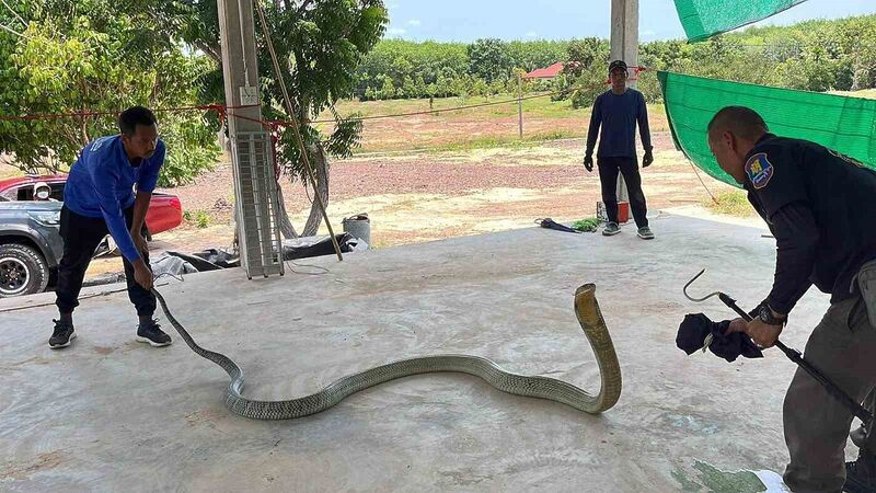 Tayland’da otomobilin kaputundan 16 kilo ağırlığında zehirli yılan çıktı